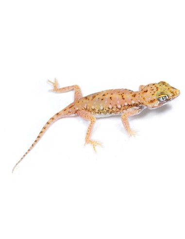 Stenodactylus Petrii