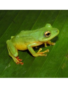 Hyperolius concolor