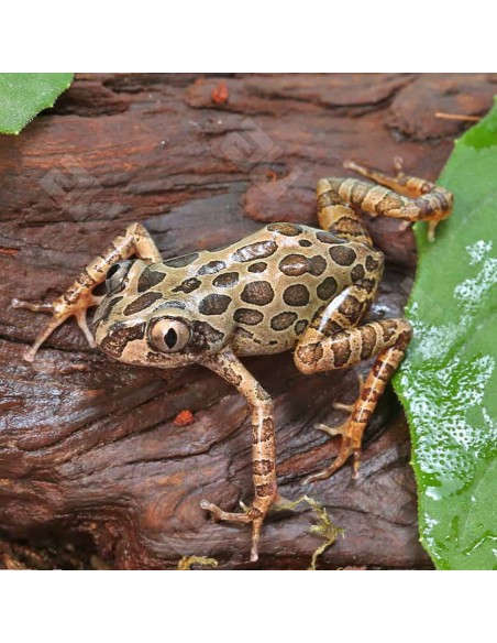 Kassina Senegalensis