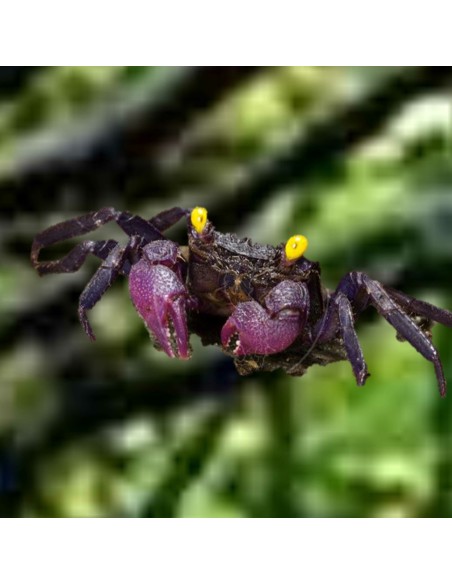 Geosesarma Purple - Vampire Crab