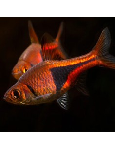Rasbora heteromorpha