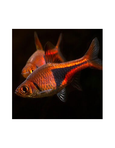 Rasbora heteromorpha