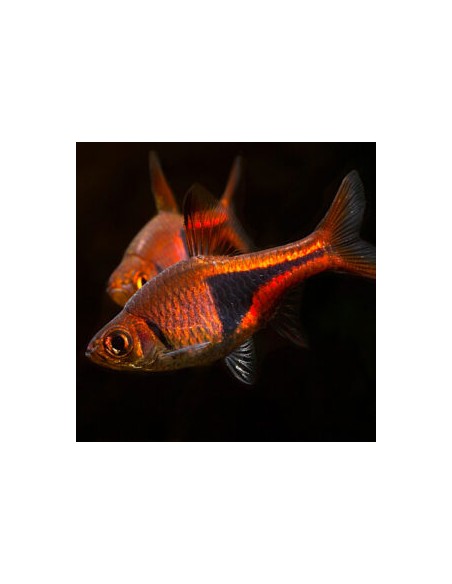 Rasbora heteromorpha