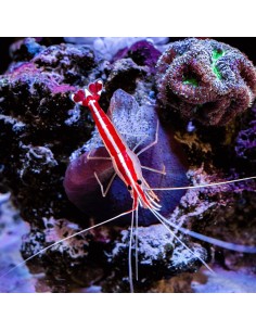 Lysmata Amboinensis