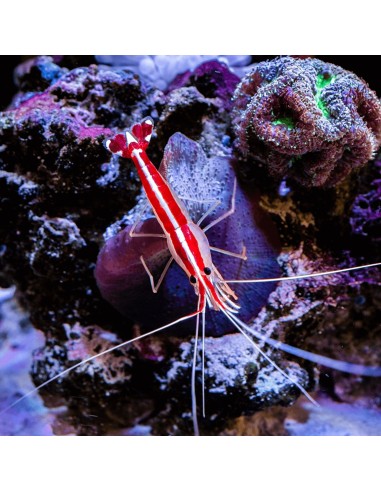 Lysmata Amboinensis