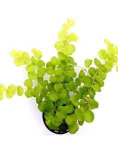 Lysimachia aurea (gialla)
