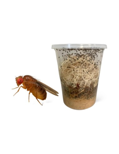 Drosophila hydei - insetti da pasto