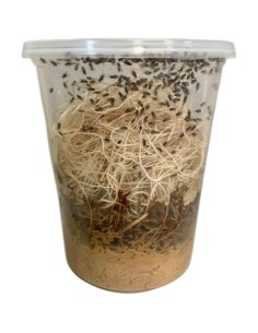 Drosophila hydei - insetti da pasto