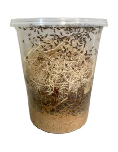 Drosophila hydei - insetti da pasto