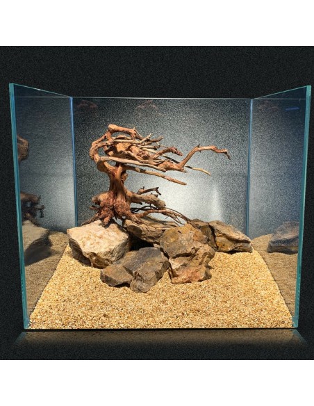 Bonsai AMTRA Oriental Wind 6, SM