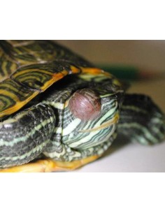 ZOO MED REPTI TURTLE EYE DROPS - gocce per sanificare gli... 2