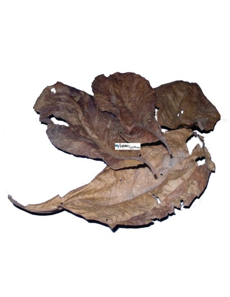 AMTRA PRO NATURE CATAPPA LEAVES – 30 pezzi (fino a 2000 L)