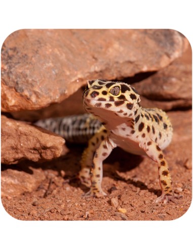 Terrario Eublepharis Dirt 1 kg - substrato per...