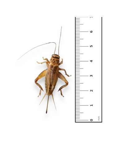 Grilli Acheta adulti