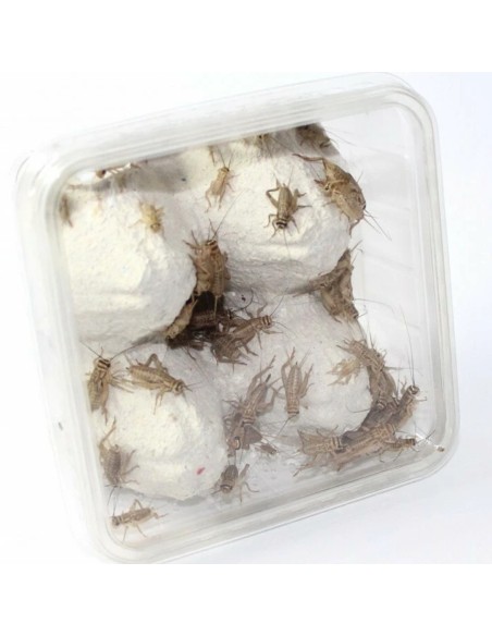 Grilli Acheta adulti