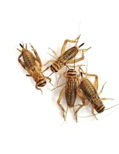 Grilli Acheta adulti