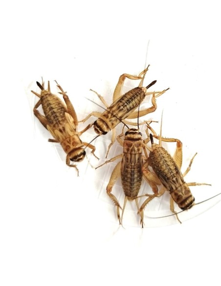 Grilli Acheta adulti