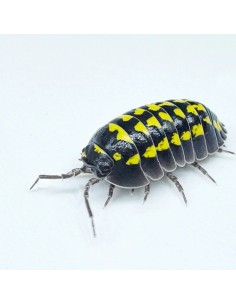 Armadillidium gestroi