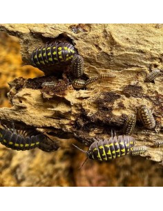 Armadillidium gestroi 2