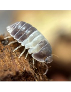 Cubaris sp. "Panda King"