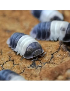 Cubaris sp. "Panda King" 2