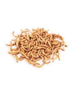 Tarme della farina small - Confezione 75 gr.