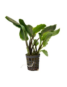 Lagenandra meeboldii green