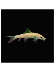 Gyrinocheilus aymonieri gold