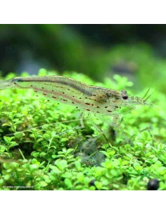Caridina Multidentata, Caridina Japonica 2-3 cm