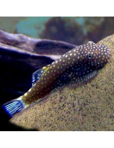 Gastromyzon Ctenocephalus