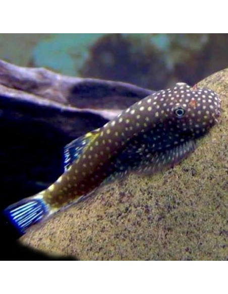 Gastromyzon Ctenocephalus