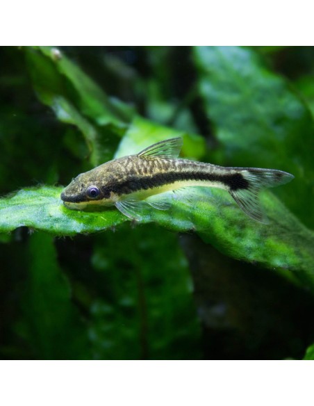 Otocinclus affinis 3 cm - piccolo pesce mangia alghe