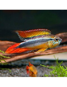 Apistogramma double red agassizi