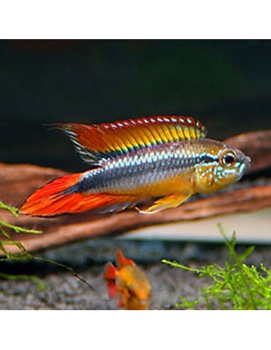 Apistogramma double red agassizi