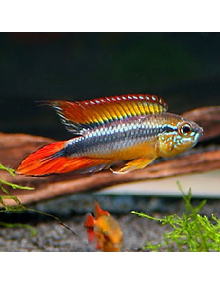 Apistogramma double red agassizi