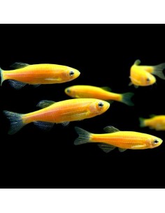 Brachydanio rerio gold