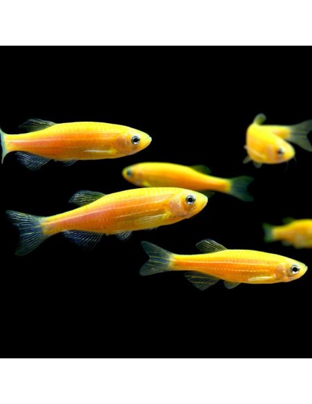 Brachydanio rerio gold