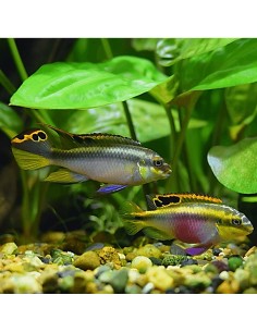 Pelvicachromis Pulcher