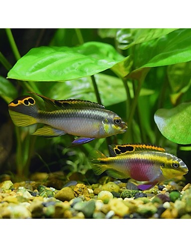 Pelvicachromis Pulcher