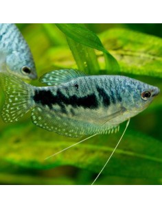 Trichogaster trichopterus Blue Cosby