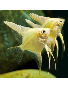 Pterophyllum Scalare Gold