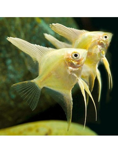 Pterophyllum Scalare Gold