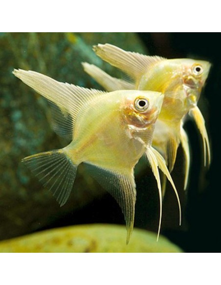 Pterophyllum Scalare Gold
