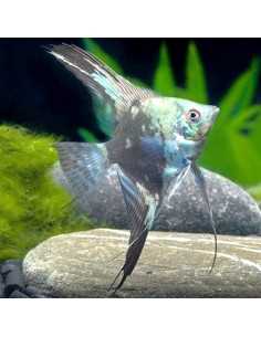 Pterophyllum Scalare Map