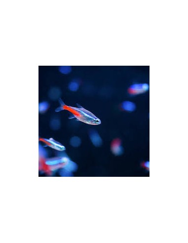 Paracheirodon Innesi