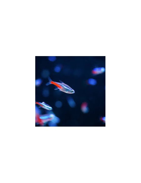 Paracheirodon Innesi