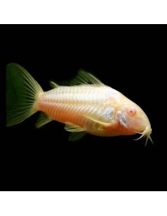 Corydoras aneus albino