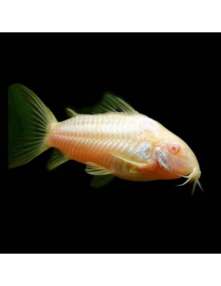 Corydoras aneus albino