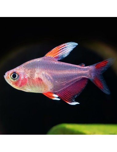 Hyphessobrycon bentosi rosaceus white