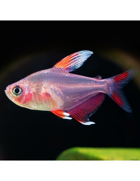 Hyphessobrycon bentosi rosaceus white